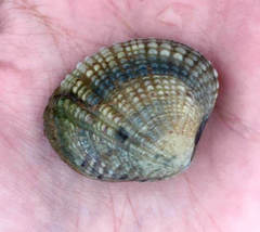 Gafrarium pectinatum