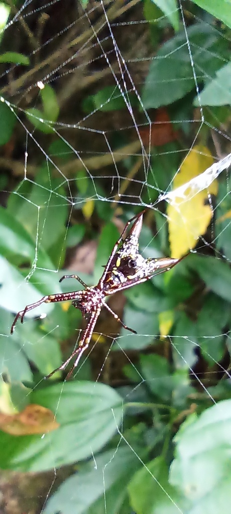 Micrathena Spiders from Mulungu, CE, 62764-000, Brasil on April 15 ...