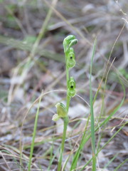 Pterostylis bicolor