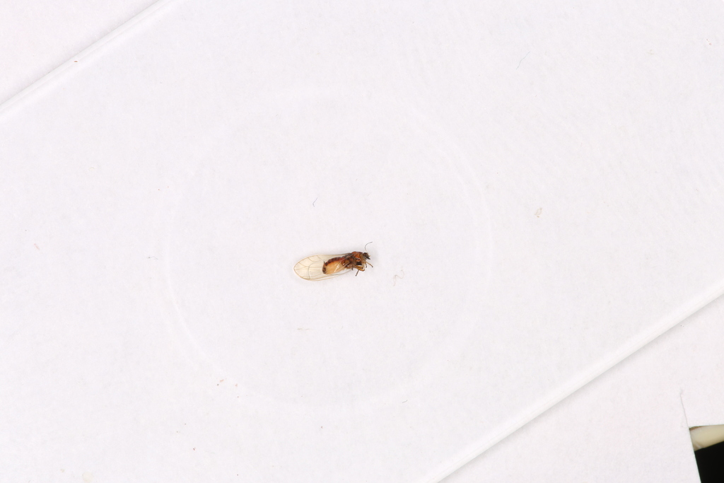 Bactericera albiventris