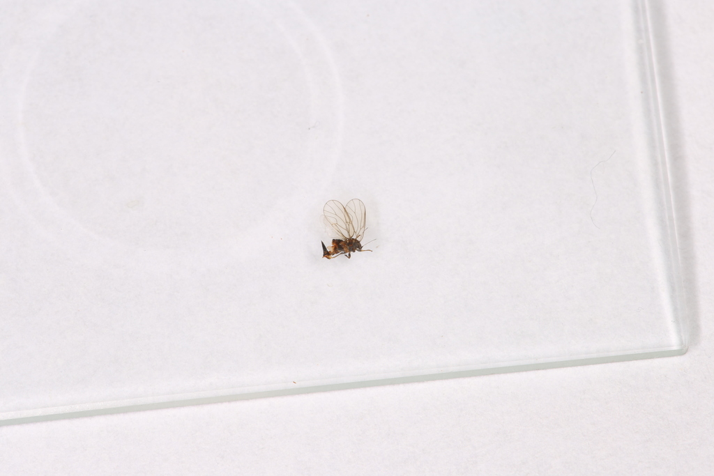 Cacopsylla melanoneura