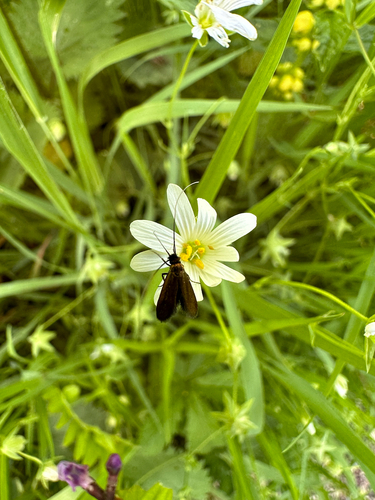 Cauchas rufimitrella