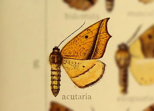 Odontopera acutaria
