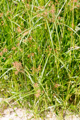 Cyperus longus