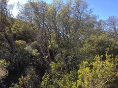 Lyonothamnus floribundus