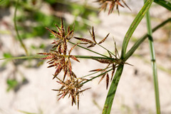 Cyperus longus