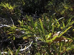 Lyonothamnus floribundus