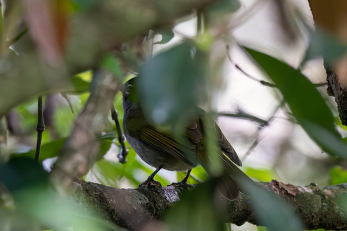 iNaturalist image