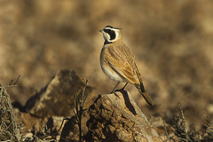 Temminck's Lark photo 4