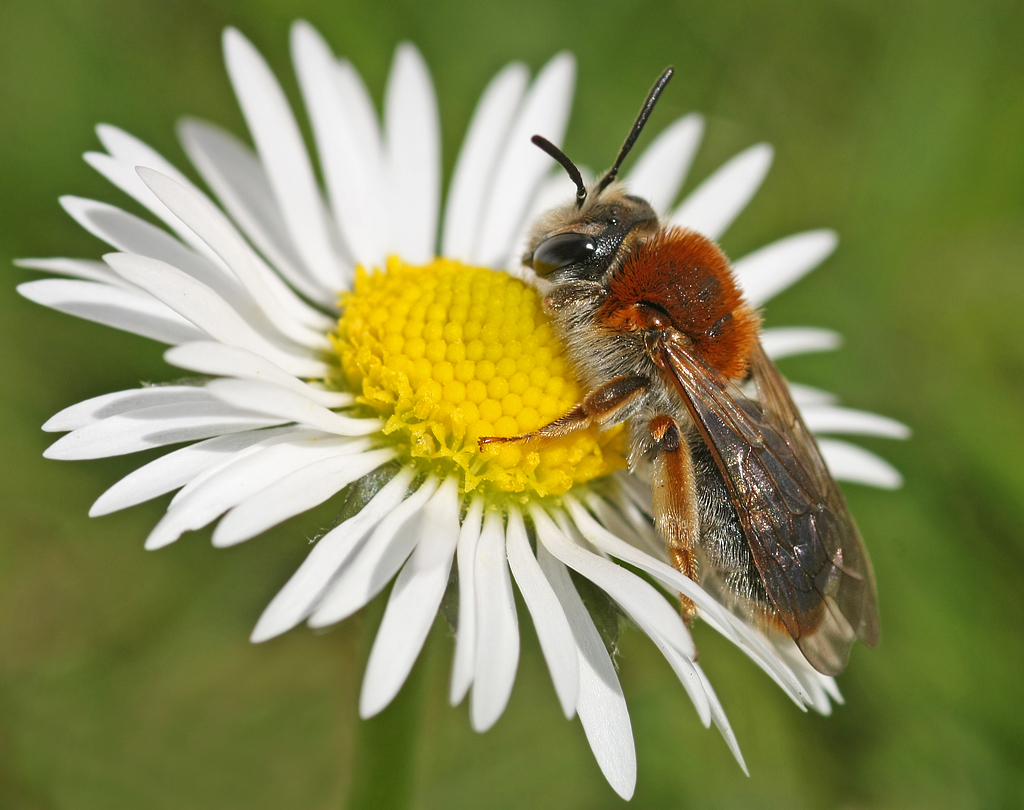 Early Mining Bee