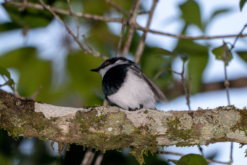 iNaturalist image