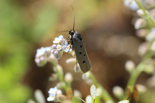 Ethmia aurifluella