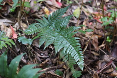 Dryopteris pacifica