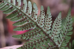 Dryopteris pacifica