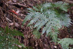 Dryopteris pacifica