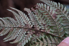 Dryopteris pacifica
