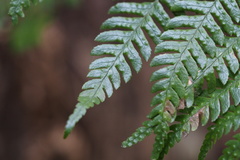 Dryopteris pacifica