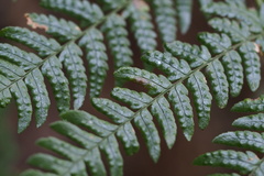 Dryopteris pacifica