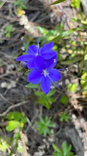 Skyflower (Hydrolea corymbosa)