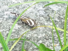 Dynamine postverta mexicana