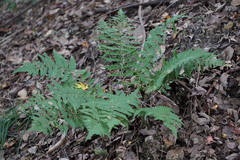 Dryopteris uniformis