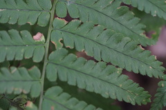 Dryopteris uniformis