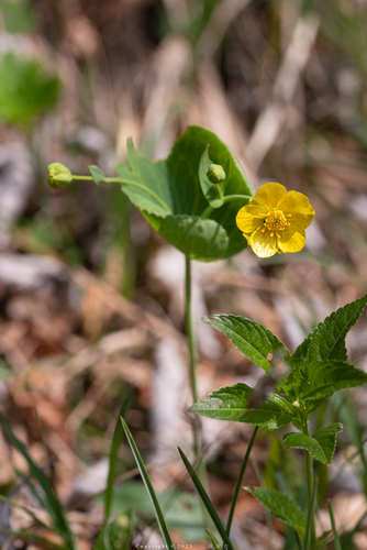 Ranunculus thora
