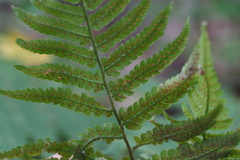 Dryopteris uniformis