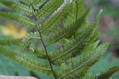 Dryopteris uniformis