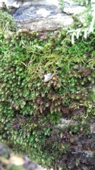 Ptychostomum moravicum