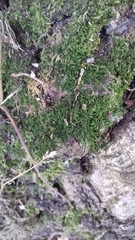 Hypnum cupressiforme filiforme