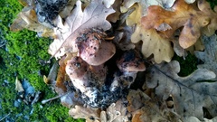 Cortinarius