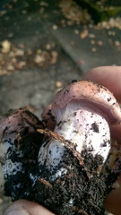 Cortinarius
