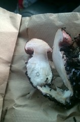 Cortinarius