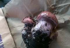 Cortinarius