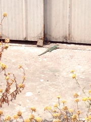 Liolaemus zapallarensis