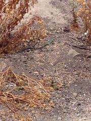 Liolaemus zapallarensis