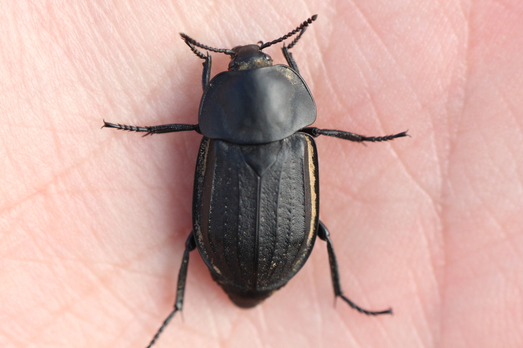 Silpha olivieri