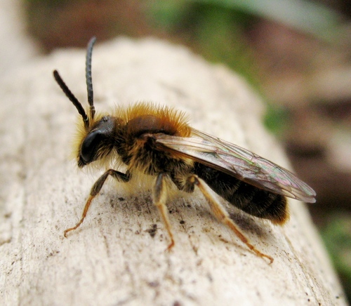 Early Mining Bee