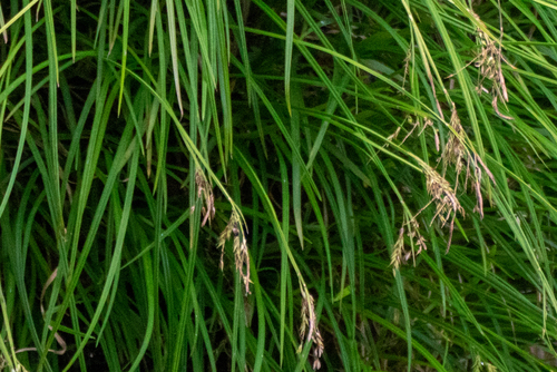 Carex curvicollis iNat (3)