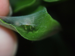 Bijoaraneus mitificus