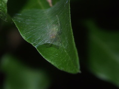 Bijoaraneus mitificus