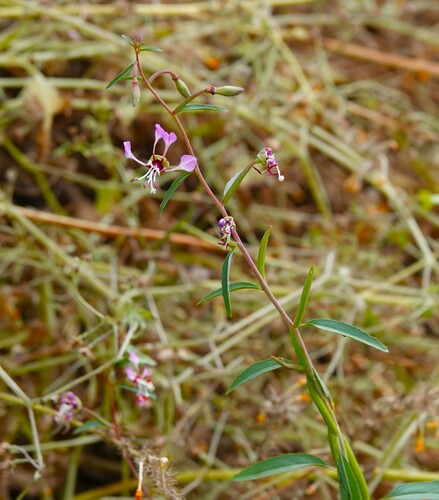 Image of Clarkia exilis by (c) nmoorhatch, some rights reserved (CC BY)