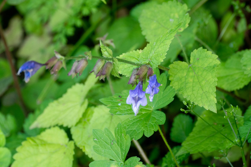 Image of Meehania urticifolia by (c) WATANABE Hitoshi 渡辺仁, some rights reserved (CC BY)