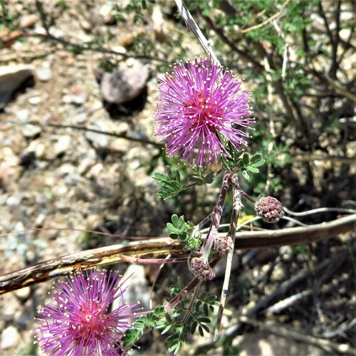 Image of Mimosa emoryana by (c) Annika Lindqvist, some rights reserved (CC BY)