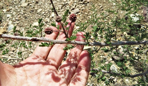 Image of Mimosa emoryana by (c) Annika Lindqvist, some rights reserved (CC BY)