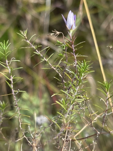 Branched Capebell (Wahlenbergia brachiata)