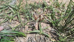 Cyperus tabularis
