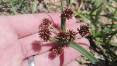 Cyperus tabularis