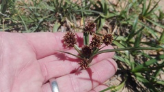 Cyperus tabularis